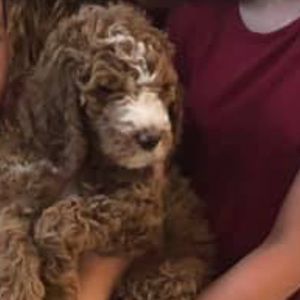 Meet your Posher, Betsy